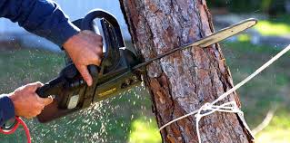 Lawn Maintenance Plans in East Bakersfield, CA