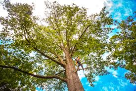 How Our Tree Care Process Works  in  East Bakersfield, CA