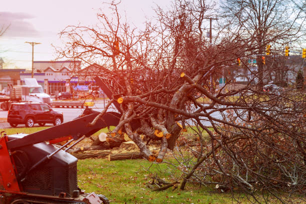 Reliable East Bakersfield, CA Tree Care Solutions