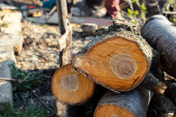 Best Tree and Shrub Care  in East Bakersfield, CA