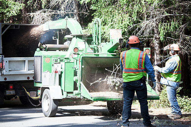 Best Utility Line Clearance  in East Bakersfield, CA