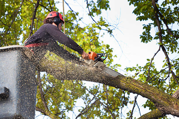 Best Tree Cabling and Bracing  in East Bakersfield, CA