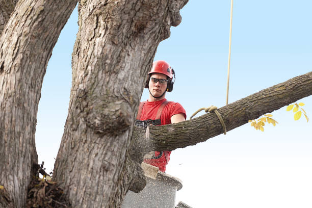 Best Tree Health Inspection  in East Bakersfield, CA